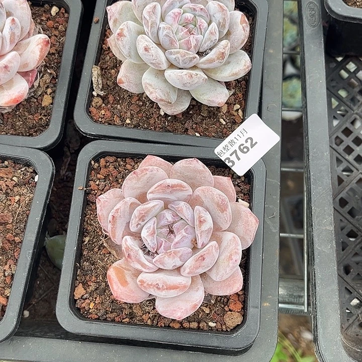 阿雅园艺。       3762梦露两颗