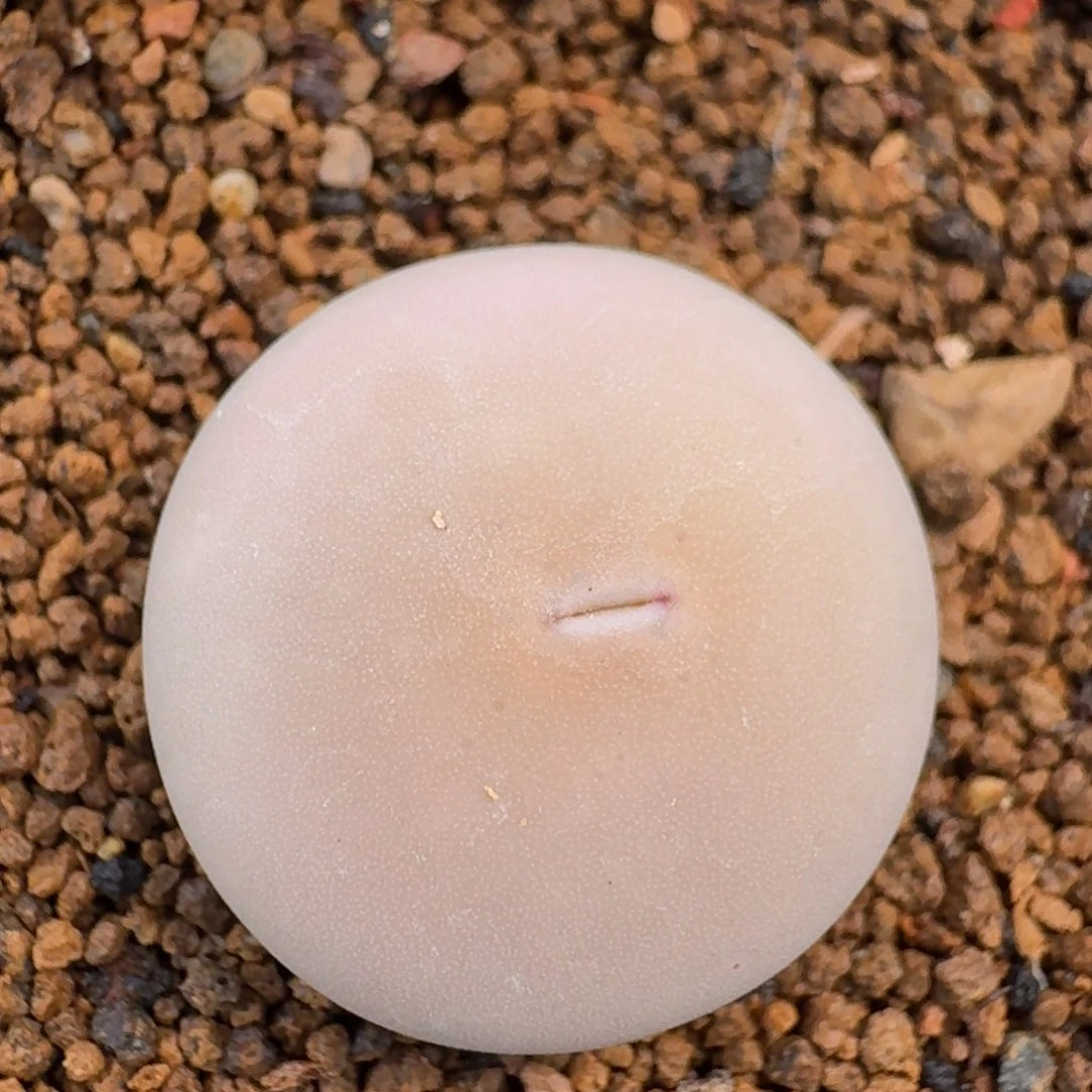 ¿云缦精品番杏19.23