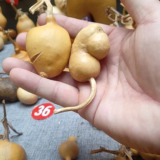 校***说葫芦娃睡觉啦，晚安我在吃