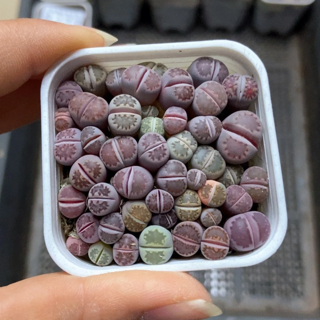 8274一盒紫混瑕疵