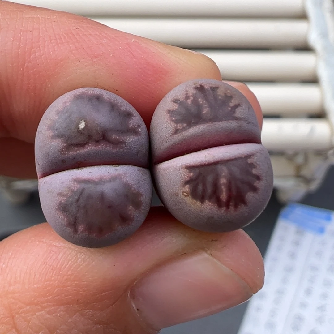 12.10好看的多肉脱土发货631