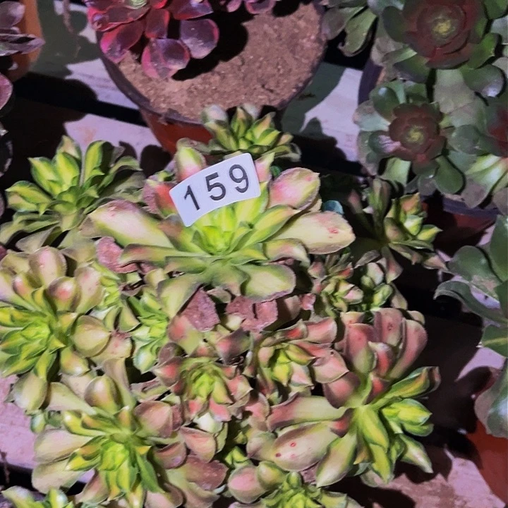 159韶华多肉植物处理不售后