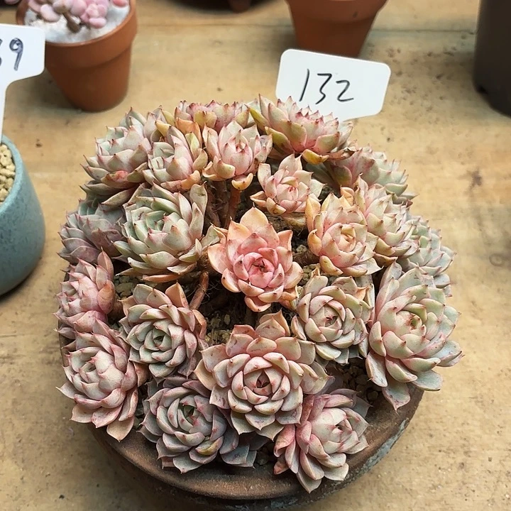 多肉植物，笨吧蒂斯132号