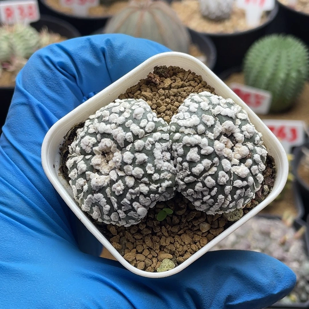 双头浓白兜仙人球多肉