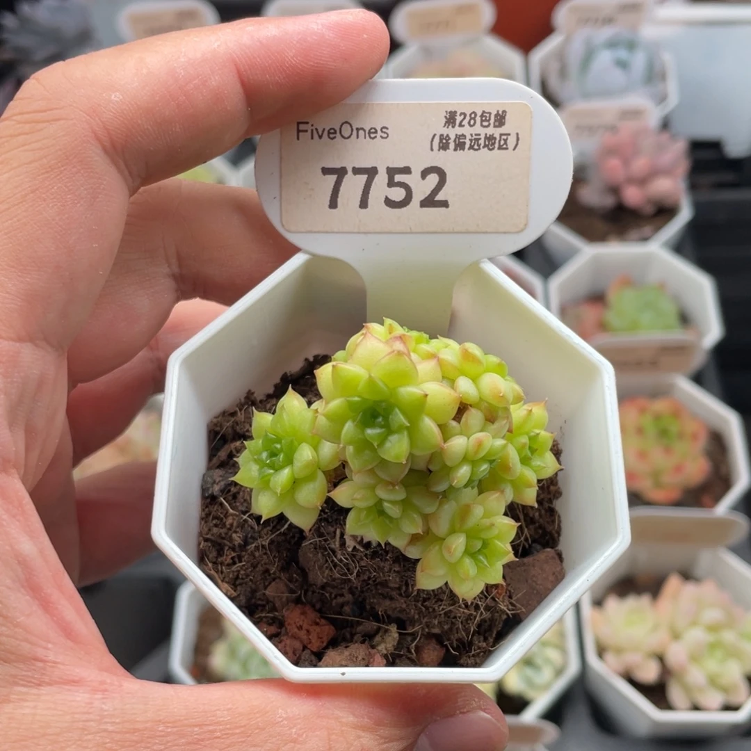 绿水鬼7752-5厘米