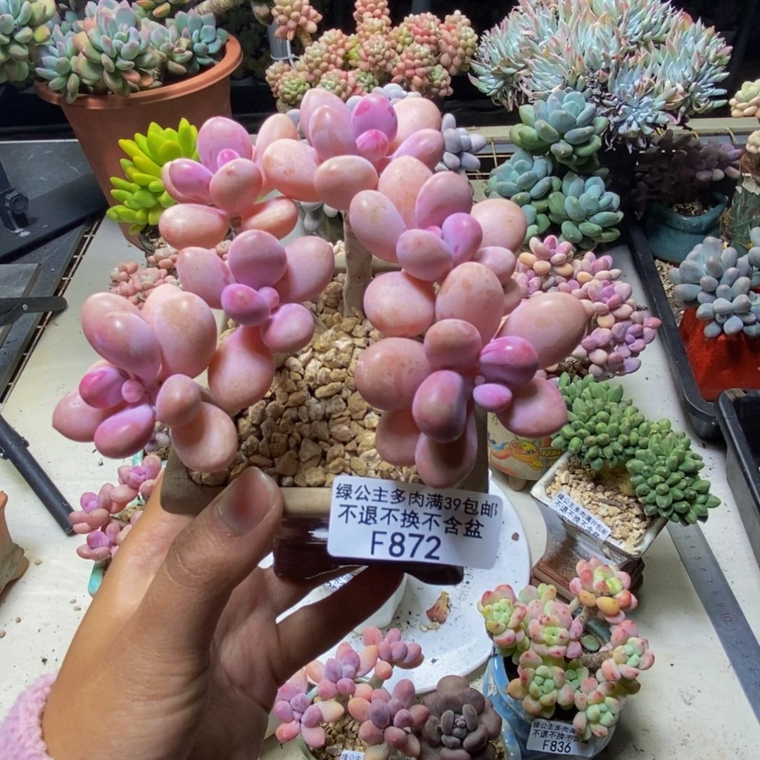 872糖果桃蛋多肉8cm