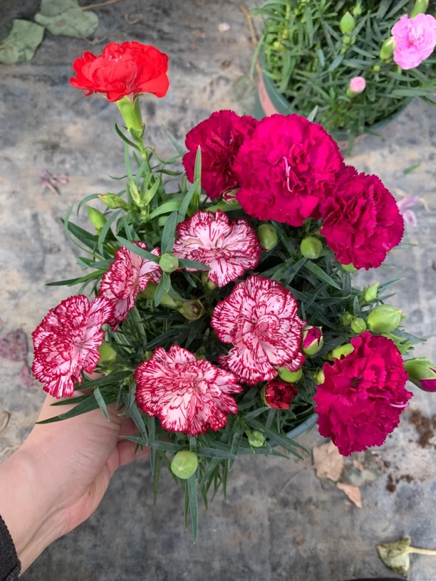 1.3加仑三色康乃馨盆栽室内好养