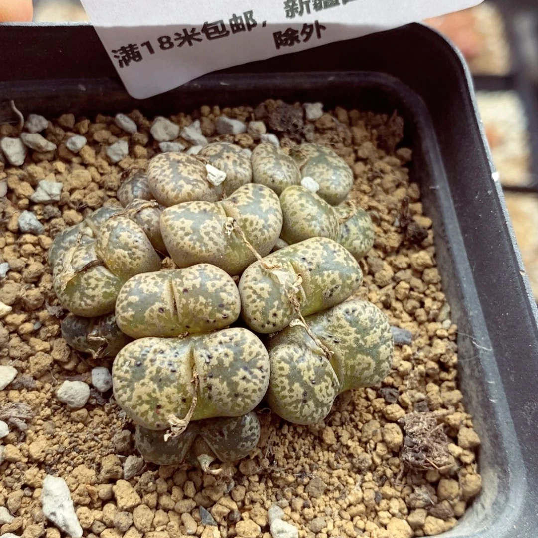 大*局我的小姐姐们都是我003