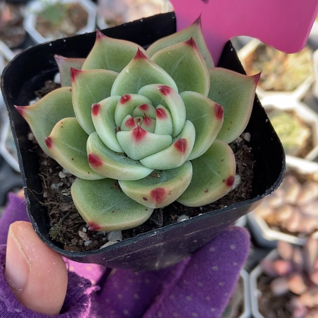 52蓝龙多肉植物多肉