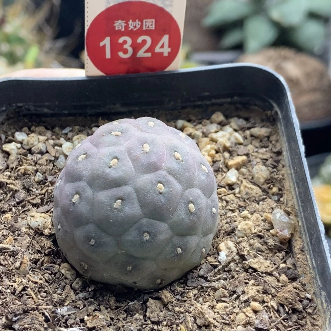 自根无刺习志野3.2cm