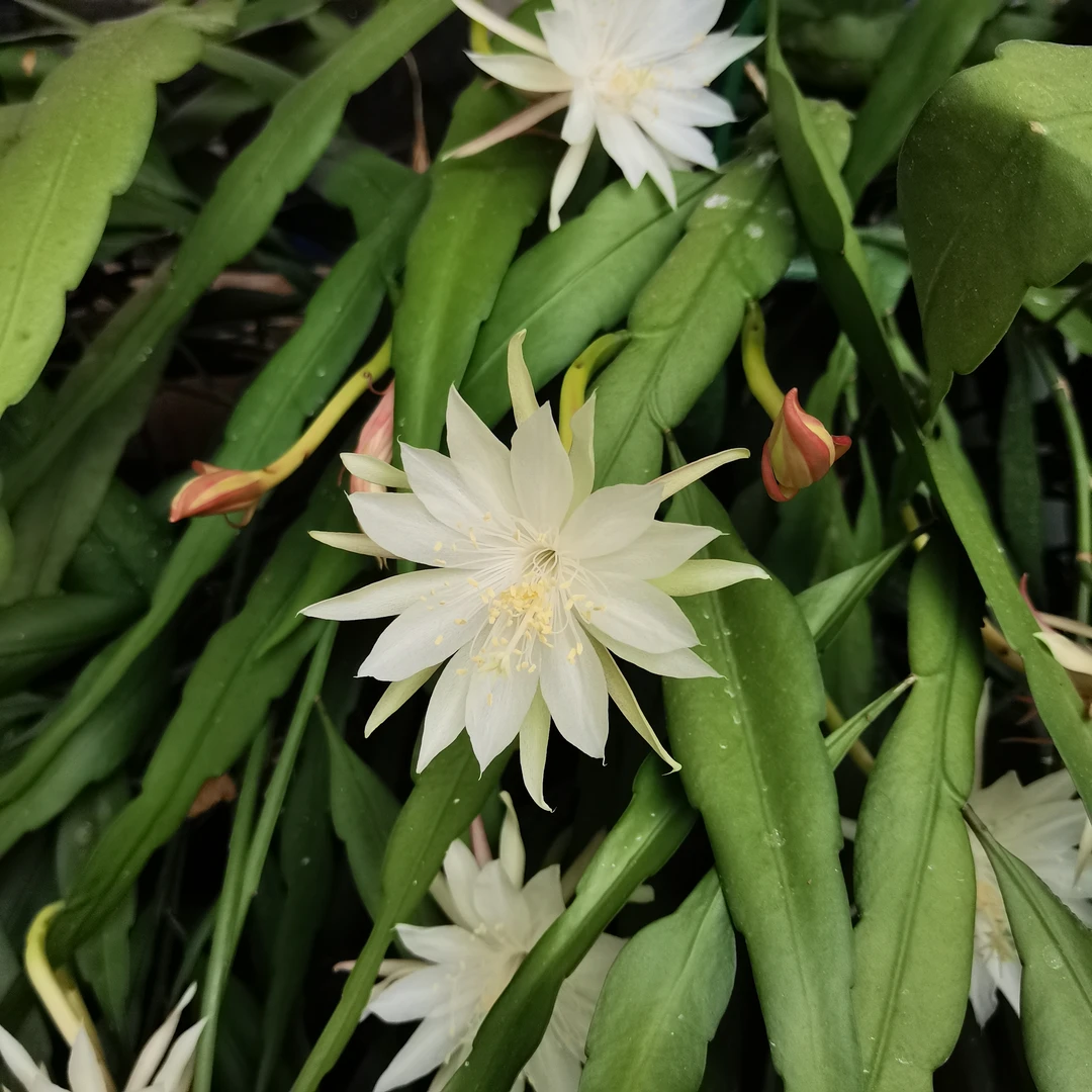 小叶昙花 耐干耐旱不怕晒多年生观叶植物 顺丰包邮