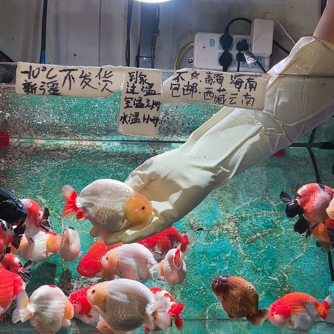 放***的金鱼放开都是我的