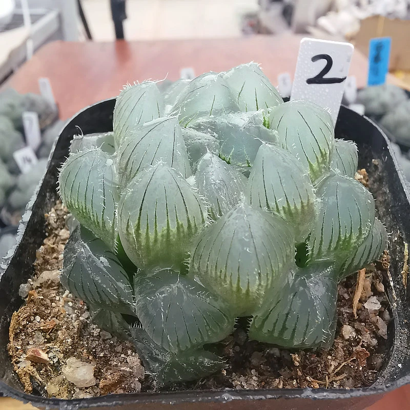 19-1号 巨大蓝镜 多肉植物一物一拍带盆发货10月21日更新