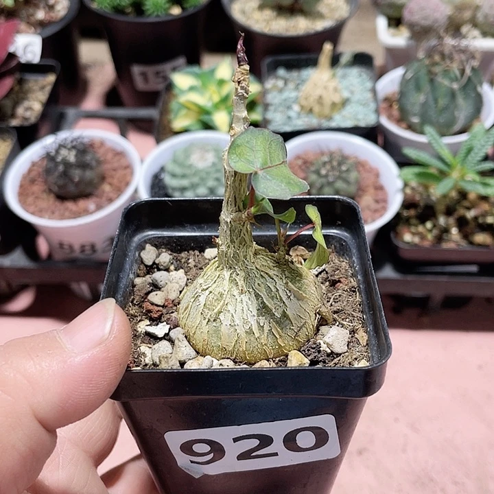 920红脉榕块根植物