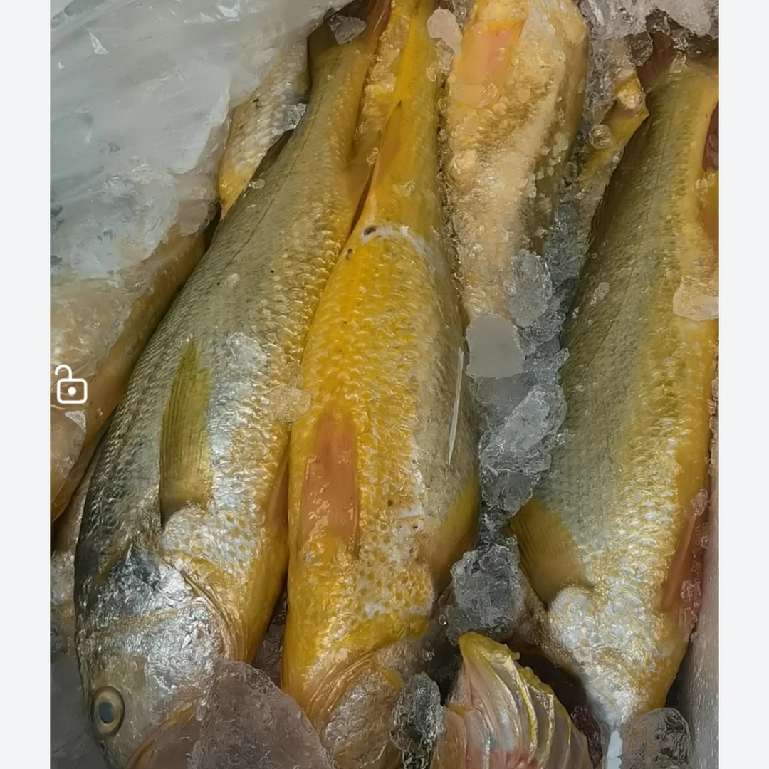 大连渤海湾海捕黄花鱼大黄鱼