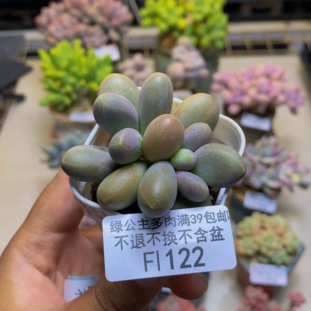 122糖果美人多肉3cm