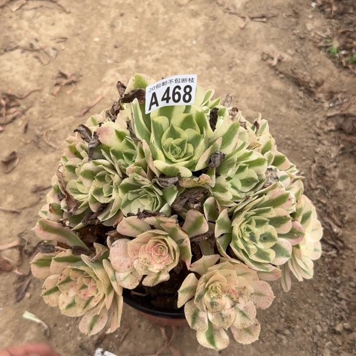 女巫……多肉植物，……