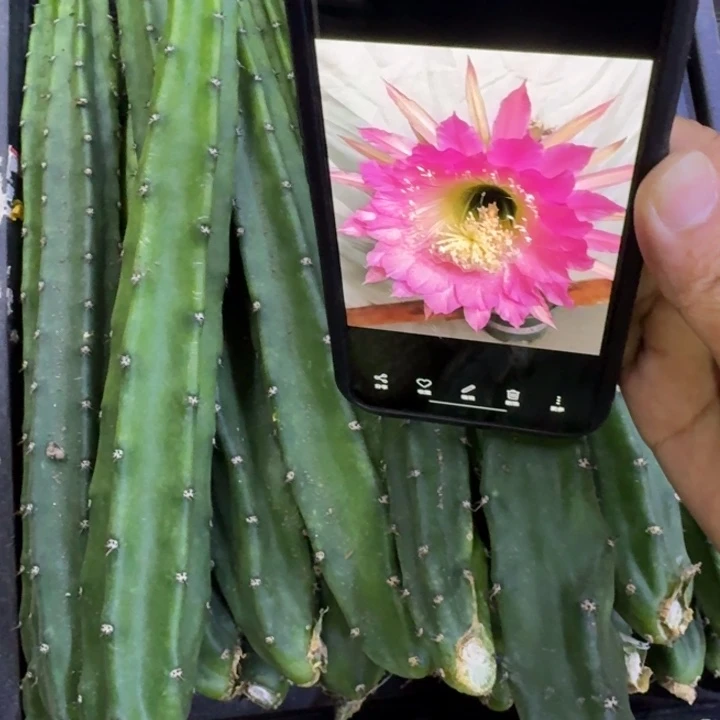 红花秀普歪23公分左右无根侧牙，20包邮