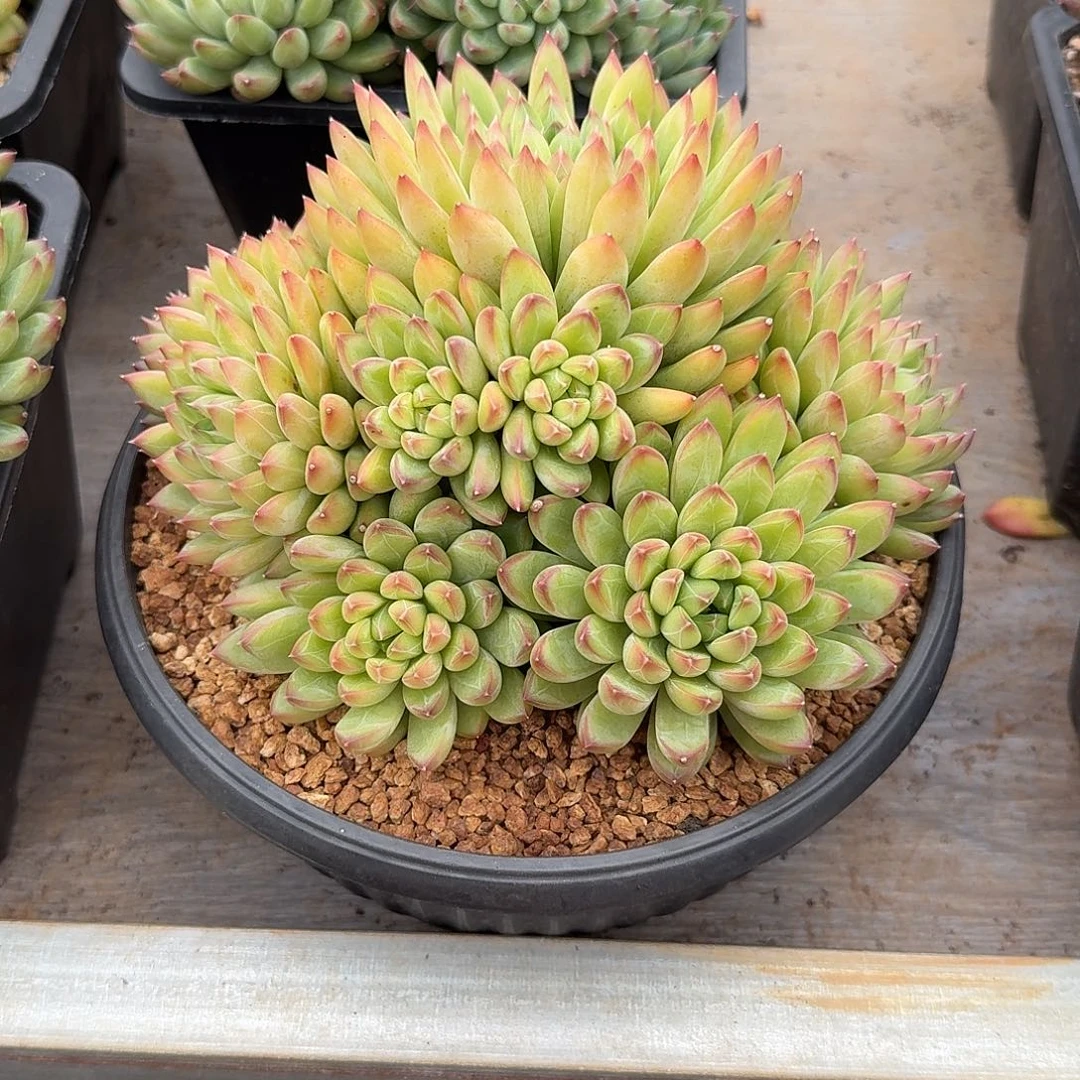 星际迷航整无砍老桩群生