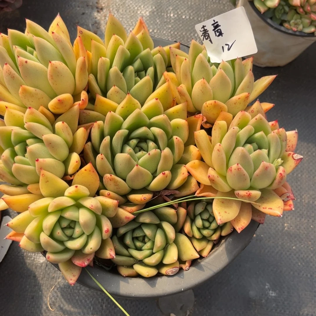 清****]东云多肉植物