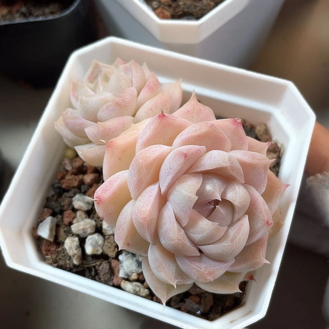 优选粉黛女王073