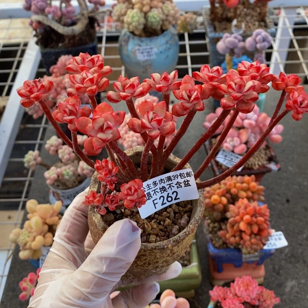 探戈缀262/10cm有砍