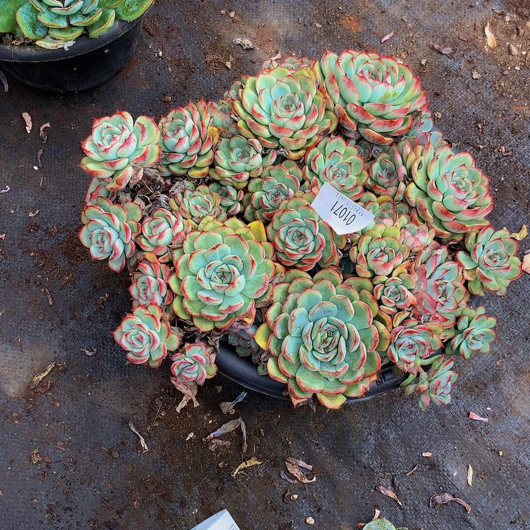 瑞***雪    荷花多肉01071