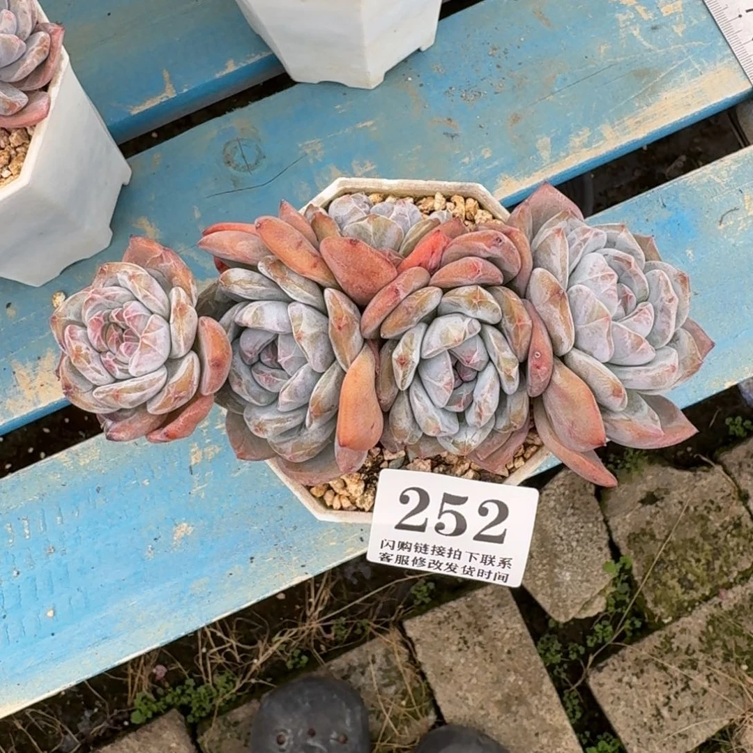 淑****252石榴籽星影14cm左右无砍