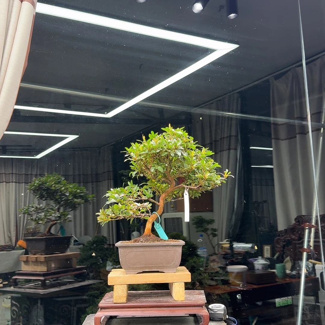 云***瑞无花朵花卉苗木花卉苗木