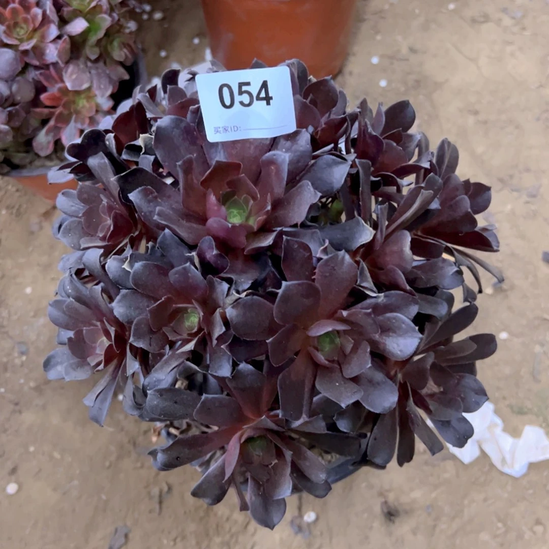 054紫羊绒多肉植物法师