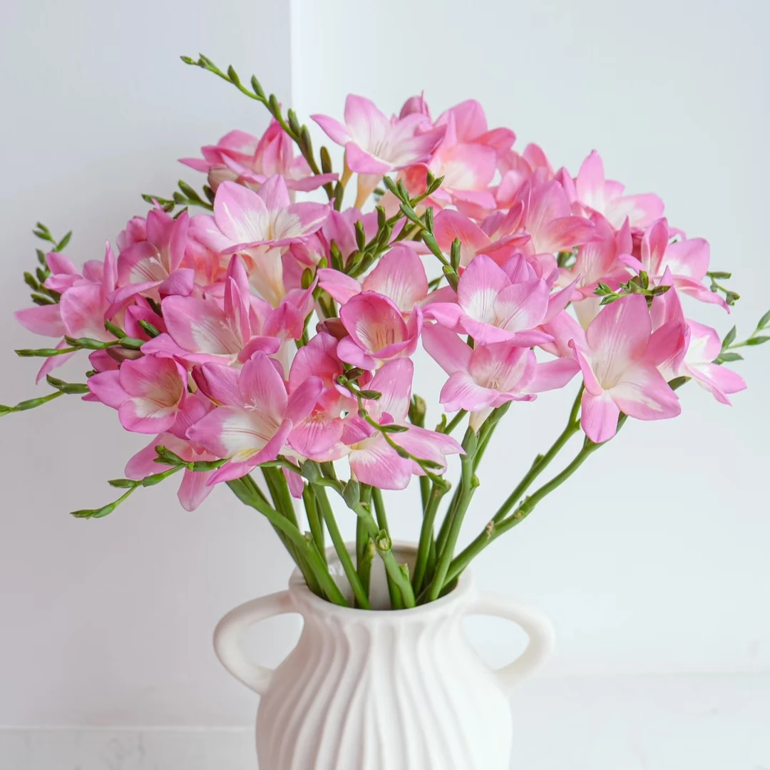 【粉色香雪兰一把】