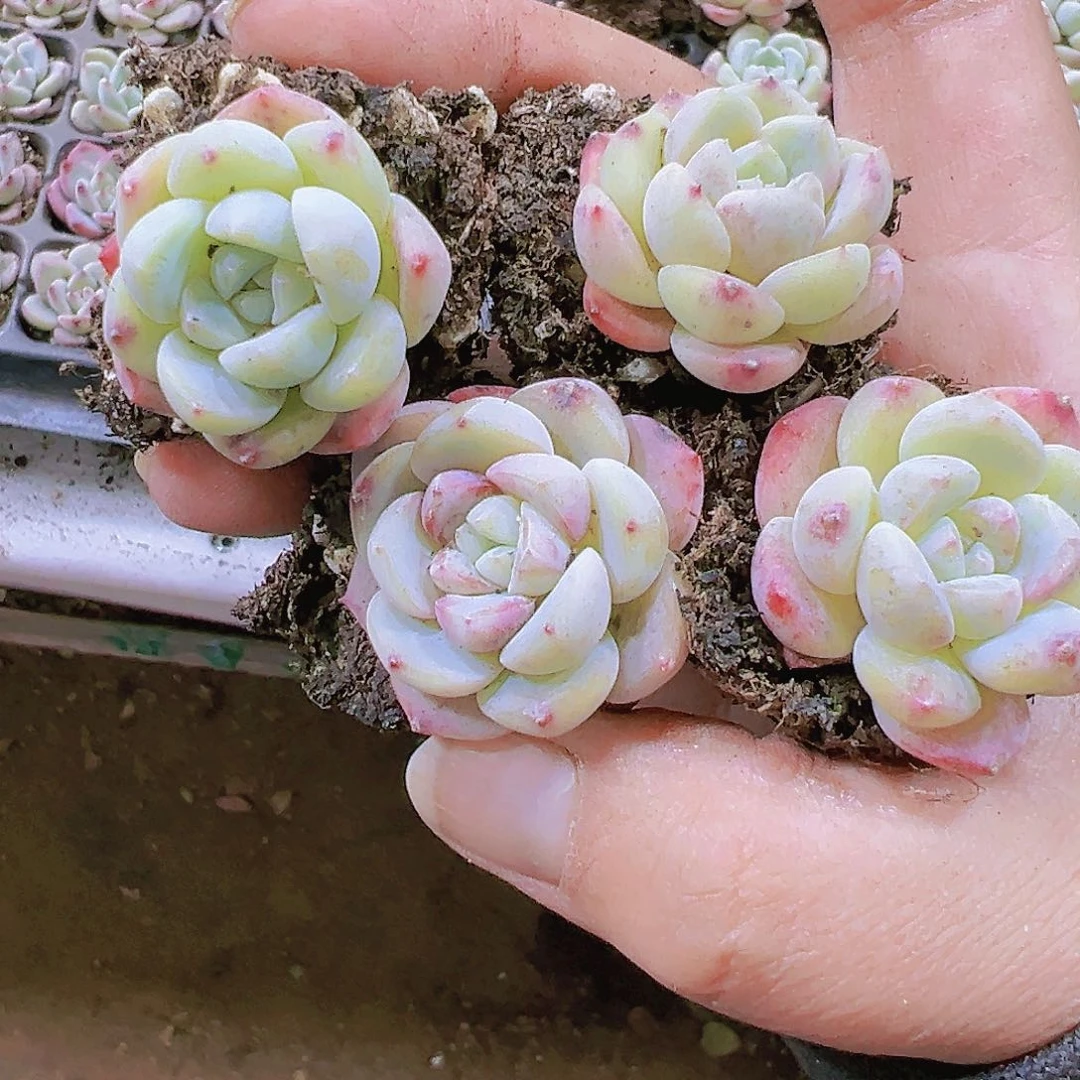 橙冰8个19包邮多肉植物