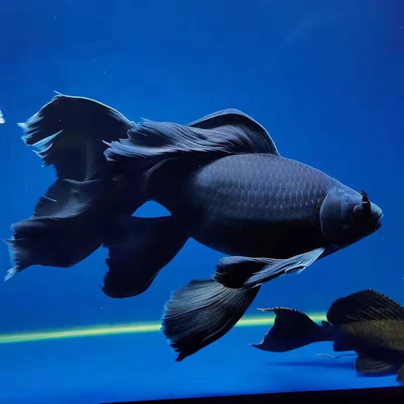 18-20墨蝶短身大旗大卫包邮