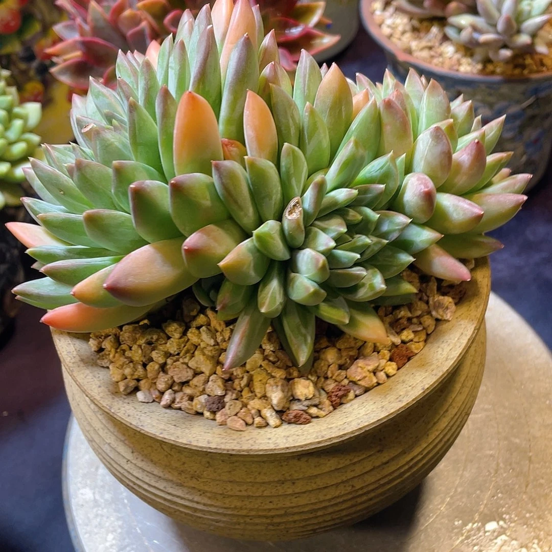 多肉植物脱土包邮