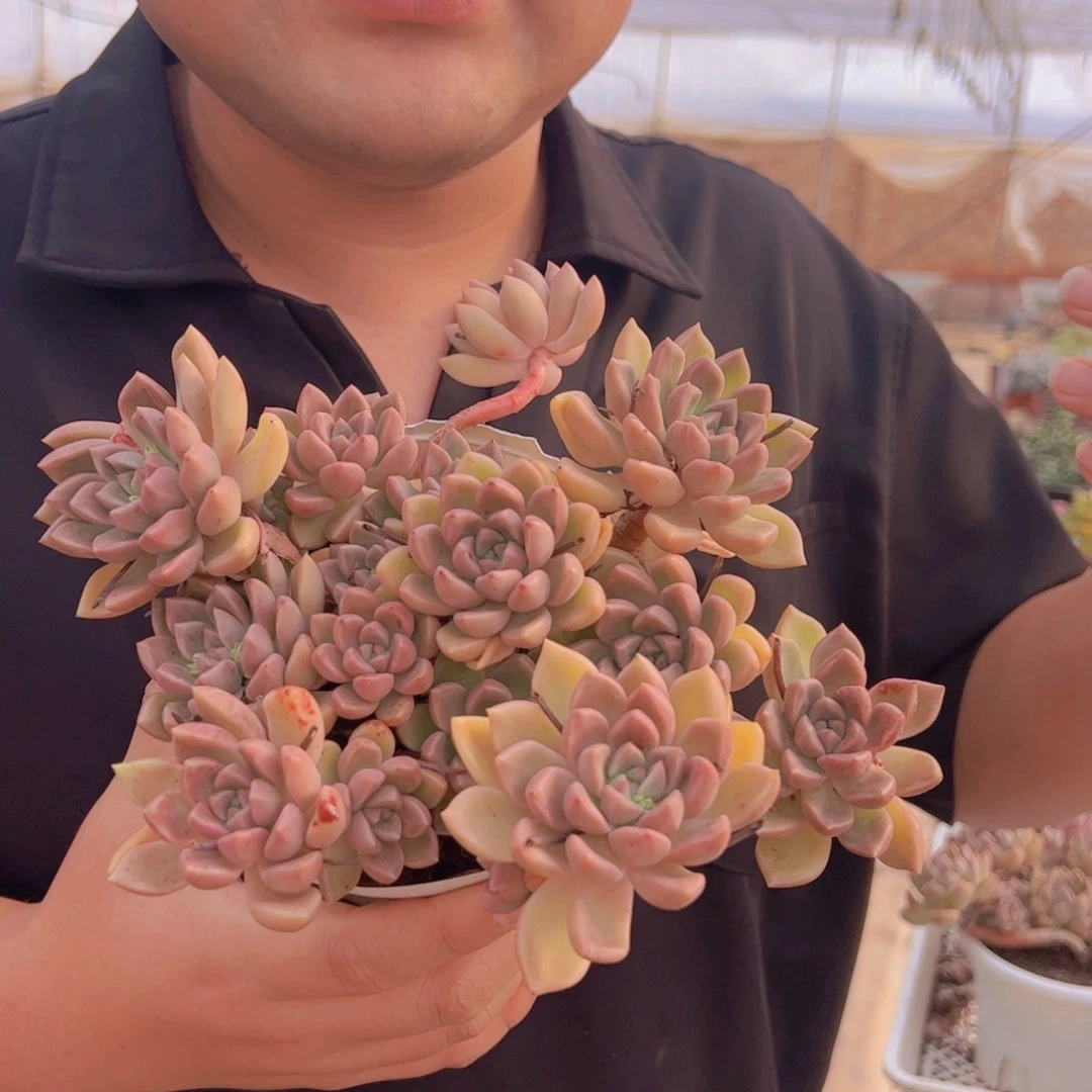 油漆桶多头群生，180杯