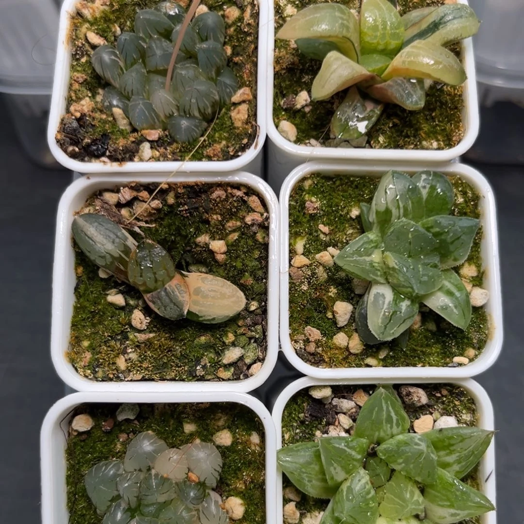 恭喜发财大吉大利1336