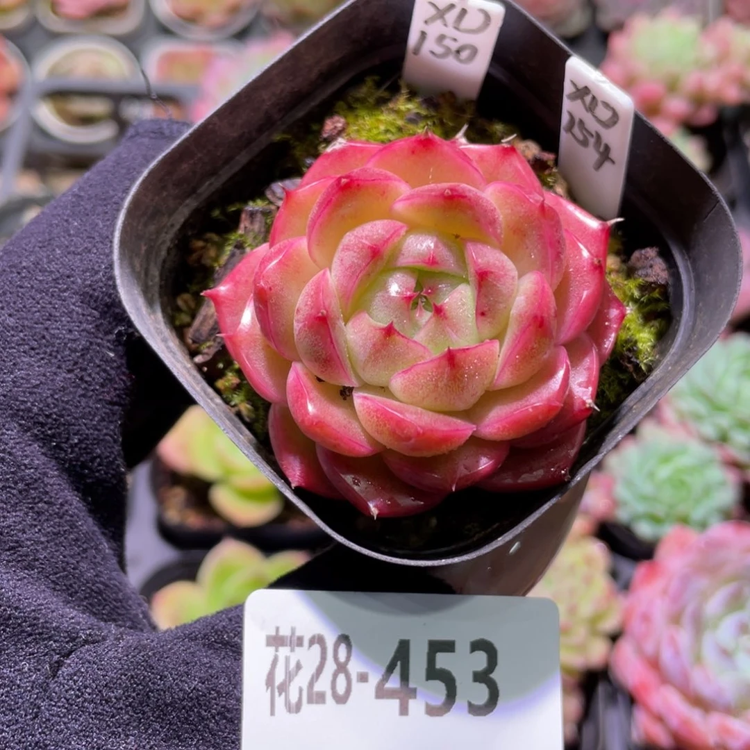 花利美28-453麦秆