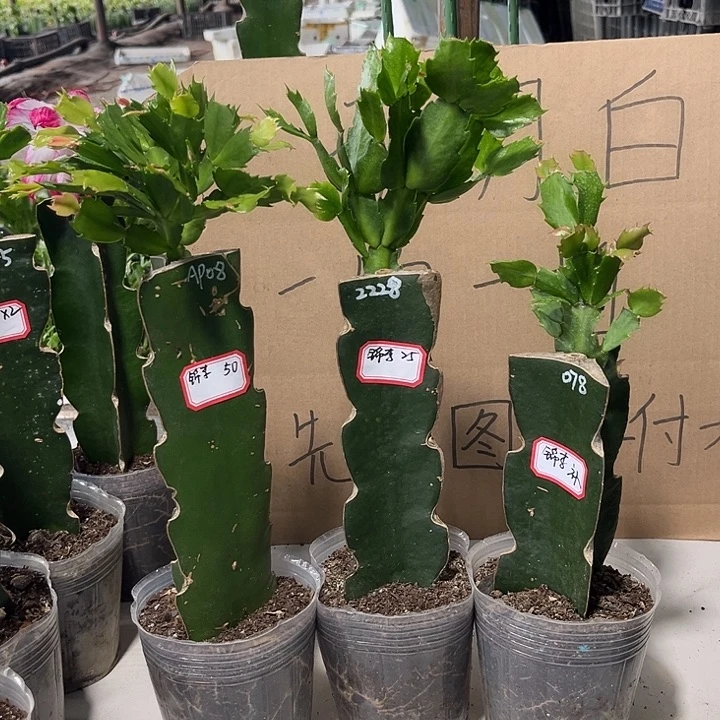 一***李当前无花朵，栽培后可花朵ap08-2228-078