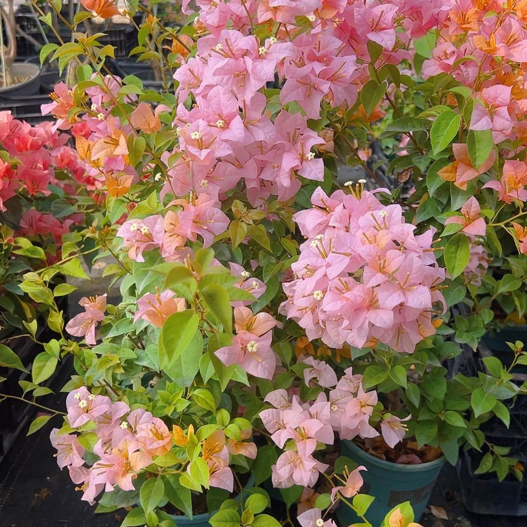 当前无花栽培后可以开花金发女郎带竹一棵