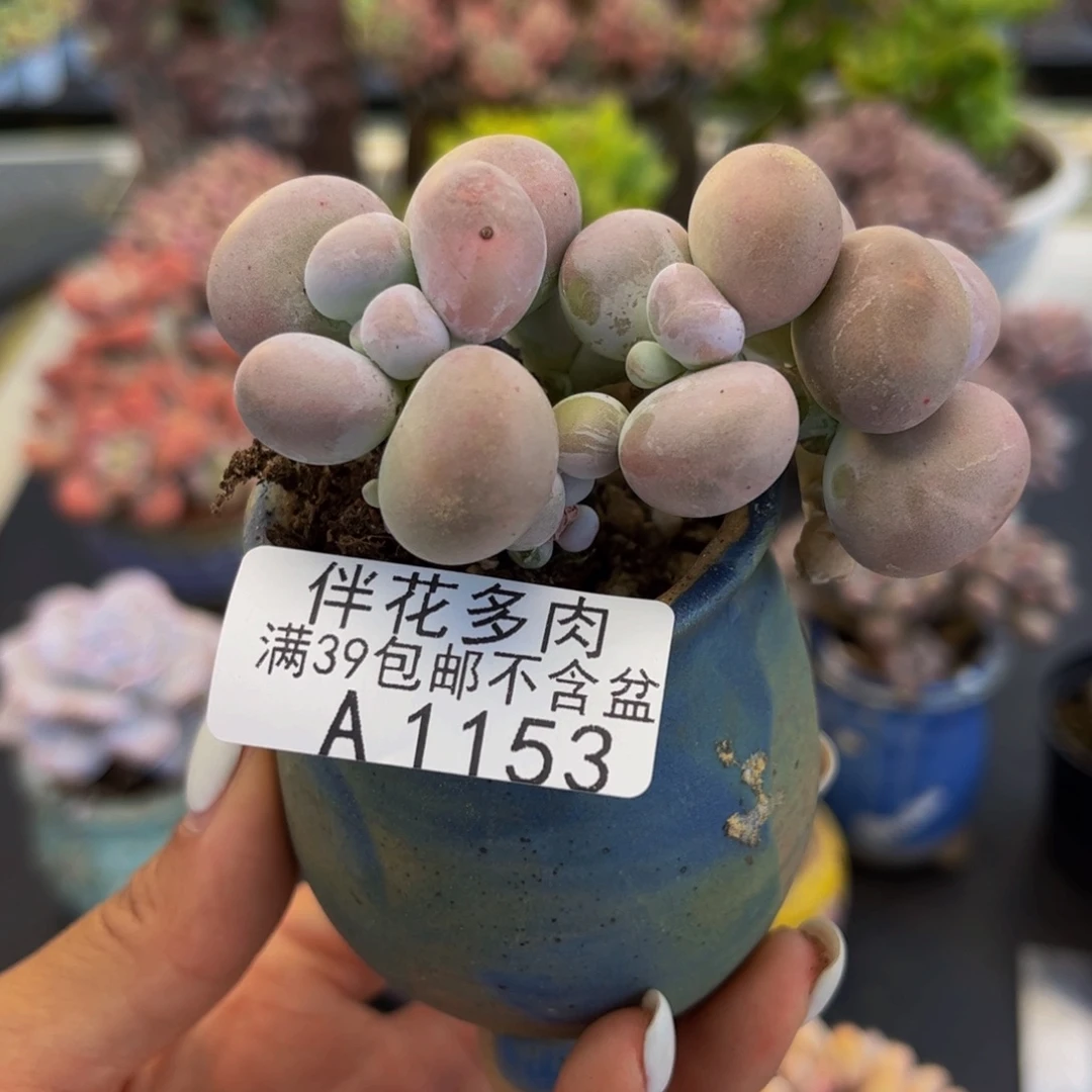 1153-芭比奶多肉6cm