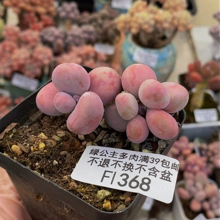 腰子桃蛋5cm368多肉植物