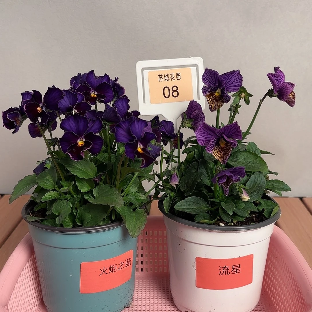 大部分开放少量花苞08