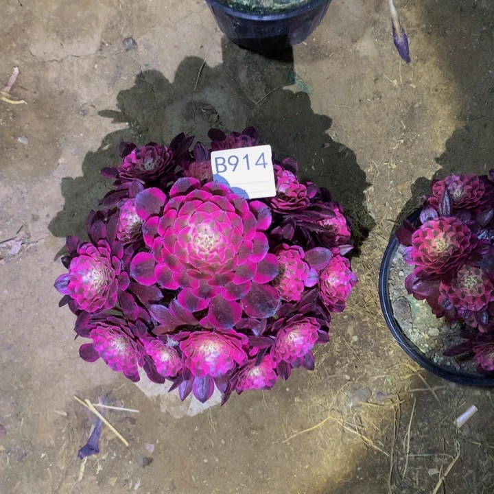 小****部红铜914000000000