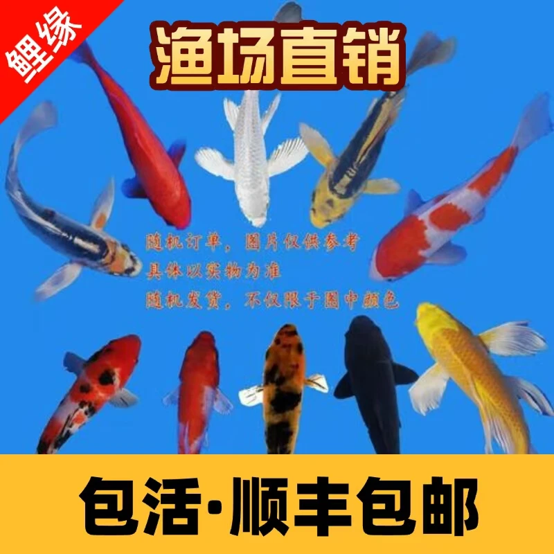 【直播链接】日系锦鲤活体红白三色昭和黄金彩金易活观赏鱼