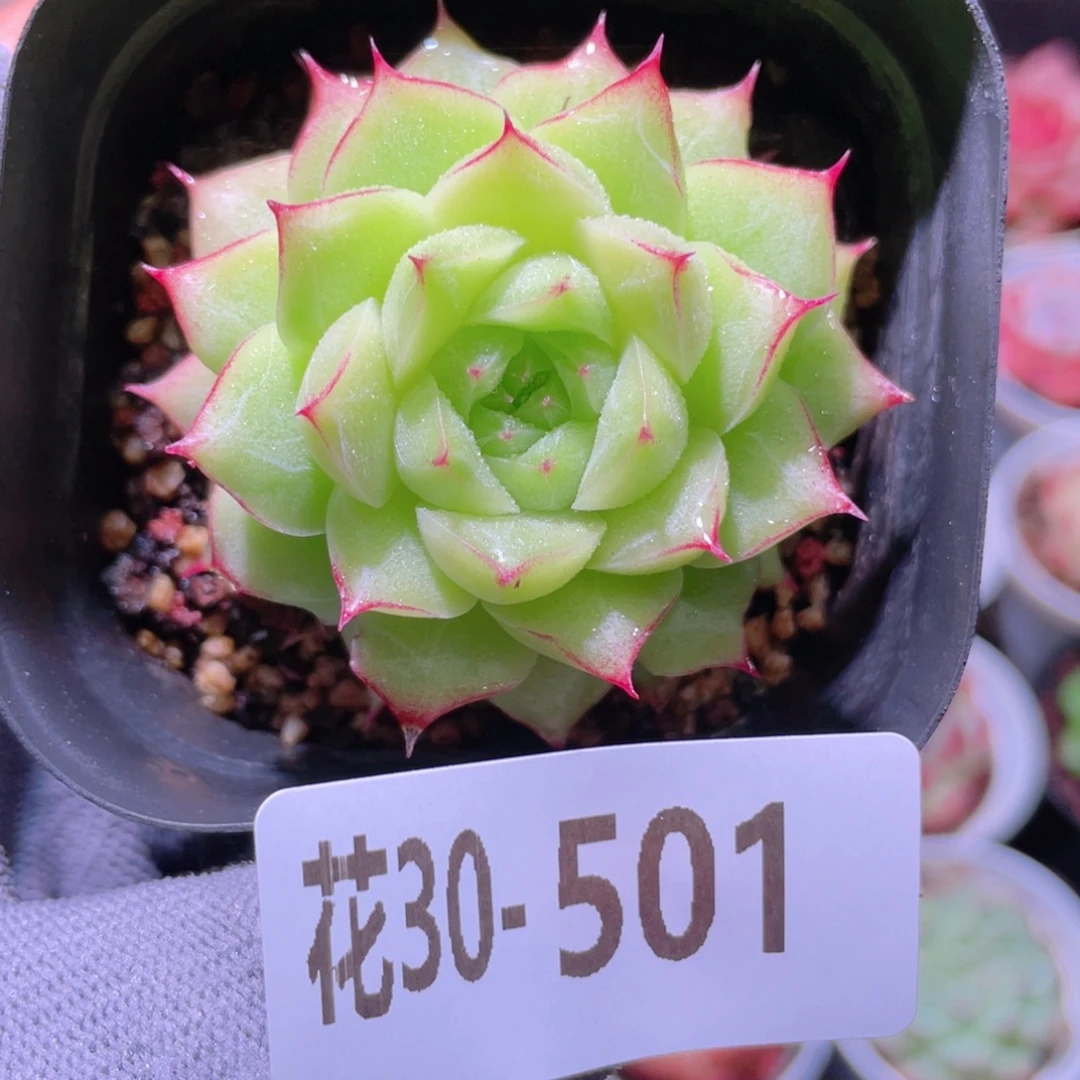 花利美30-501女王玫瑰