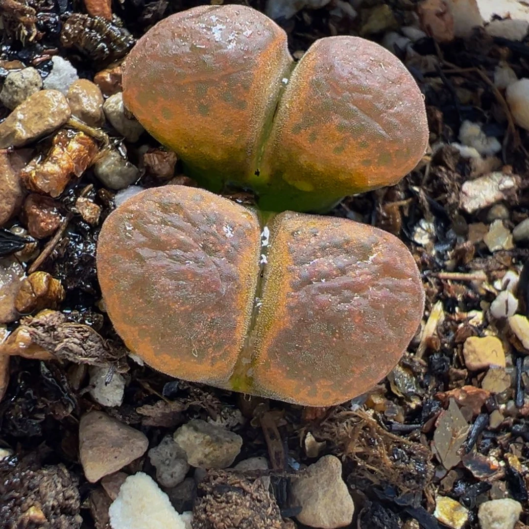 652多肉植物种类多样