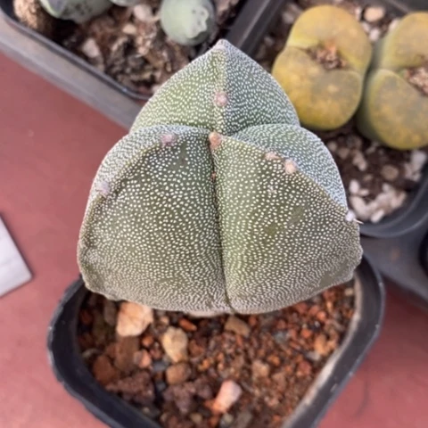 实生大三角5仙人球