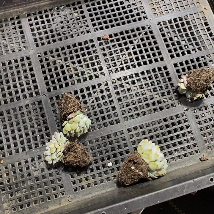 丝**空32号筐带土发货小说话