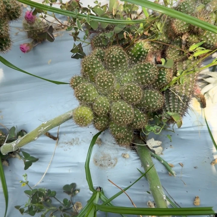 白檀仙人掌361群生308