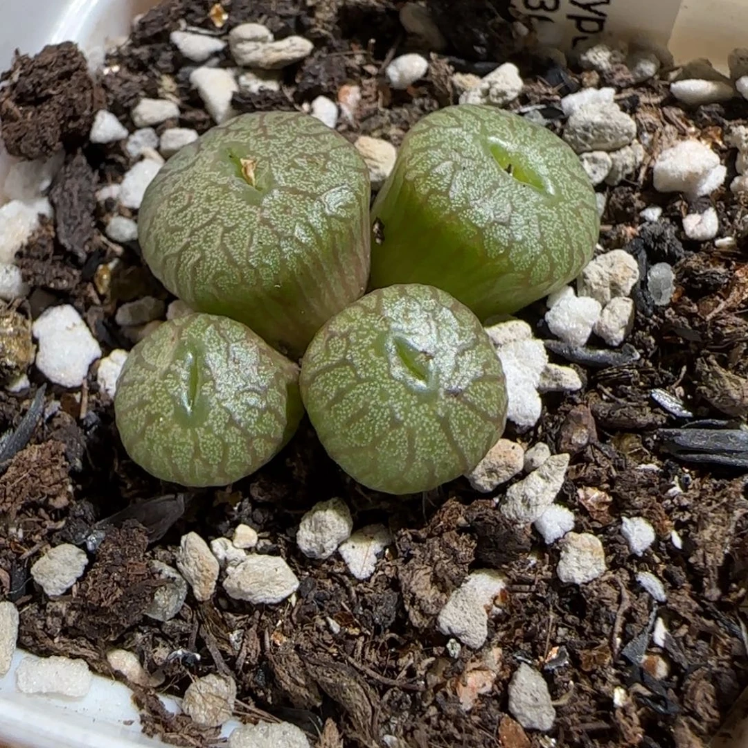 红线流水铜壶好看98